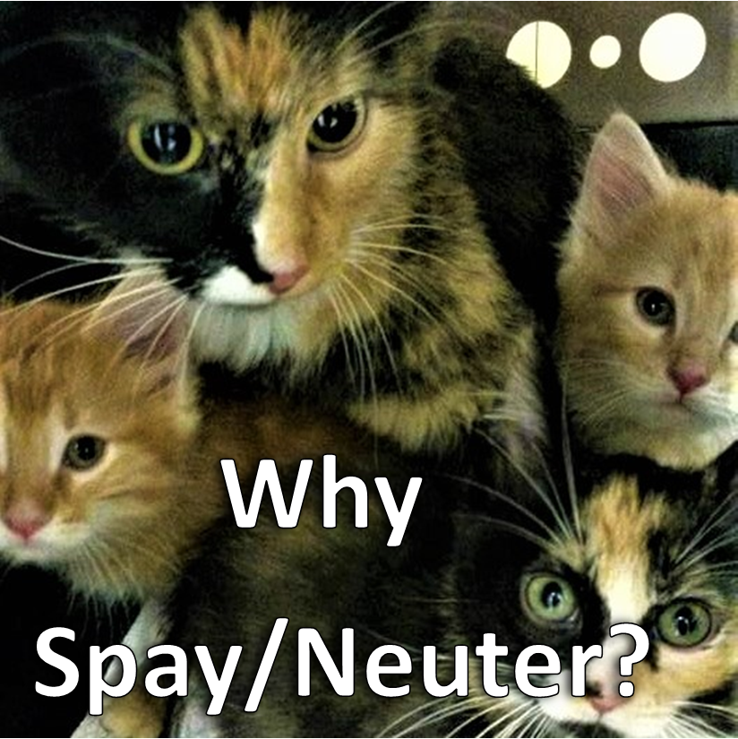 Why Spay/Neuter?